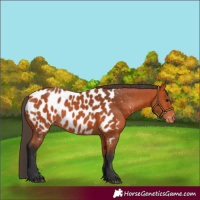 Horse Color:Bay Appaloosa 