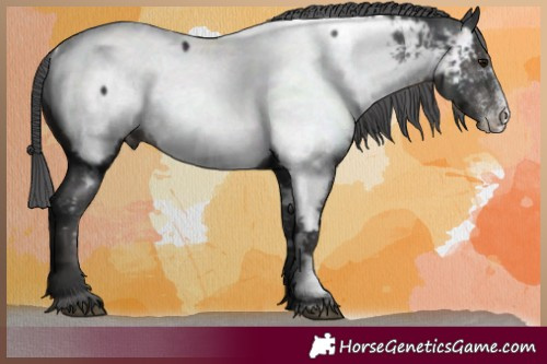 Horse Color:Black Sabino Appaloosa 