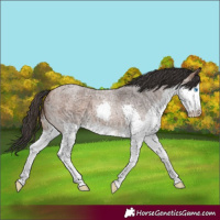 Horse Color:Bay Roan Splash 