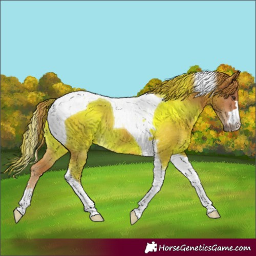 Horse Color:Chestnut Tobiano