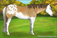 Horse Color:Buckskin Splash Varnish 
