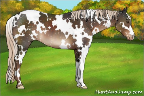 Horse Color:White Spotted Liver Chestnut Snowflake Varnish 