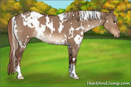 Horse Color:White Spotted Liver Red Dun Appaloosa 