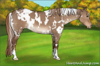 Horse Color:White Spotted Liver Red Dun Appaloosa 
