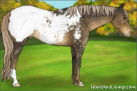 Horse Color:Chocolate Palomino Snowcap 