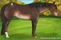 Horse Color:Liver Chestnut Appaloosa 