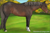 Horse Color:Liver Chestnut Mushroom Varnish 