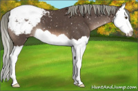 Horse Color:Liver Chestnut Mushroom Splash Appaloosa 