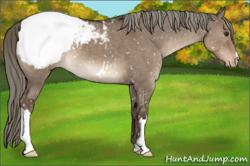 Horse Color:Liver Red Dun Mushroom Appaloosa