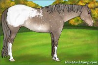 Horse Color:Liver Red Dun Mushroom Appaloosa 