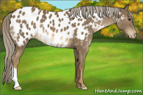 Horse Color:Chocolate Palomino Appaloosa