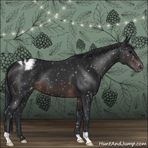 Horse Color:Brown Appaloosa 