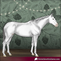 Horse Color:Brown Appaloosa 