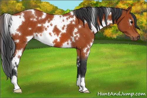 Horse Color:White Spotted Bay 