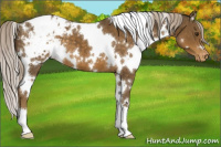 Horse Color:White Spotted Chocolate Palomino Blanket