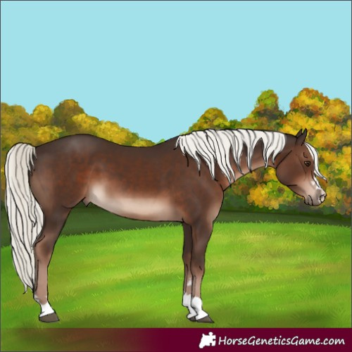 Horse Color:Liver Chestnut Mushroom 