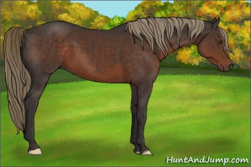 Horse Color:Liver Chestnut 