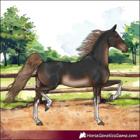 Horse Color:White Spotted Liver Chestnut 