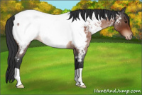 Horse Color:Brown Roan Near Fewspot 