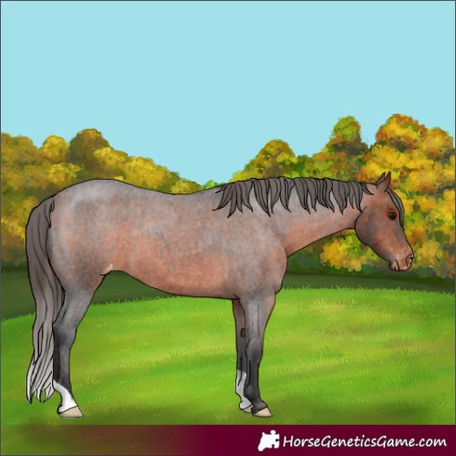 Horse Color:Bay Roan Varnish