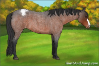 Horse Color:Bay Roan Mushroom Appaloosa 