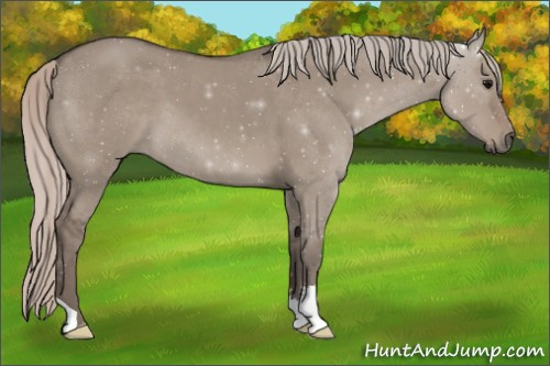 Horse Color:Silver Grullo