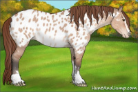 Horse Color:Bay Dun Mushroom Sabino Appaloosa 