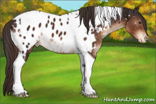 Horse Color:Liver Chestnut Tobiano Appaloosa