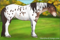 Horse Color:Liver Chestnut Tobiano Appaloosa 