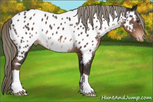 Horse Color:Liver Chestnut Mushroom Appaloosa