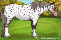 Horse Color:Liver Chestnut Mushroom Appaloosa 