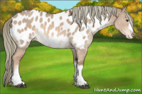 Horse Color:Red Dun Mushroom Appaloosa 