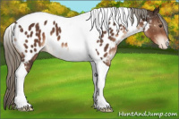Horse Color:Liver Chestnut Mushroom Tobiano Appaloosa 