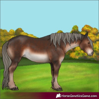 Horse Color:Liver Chestnut Mushroom 