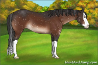 Horse Color:Brown Mushroom Splash Appaloosa 