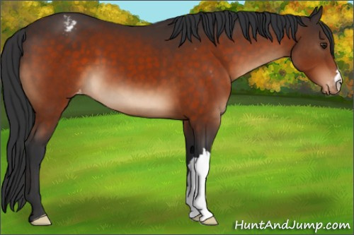 Horse Color:Brown Appaloosa 