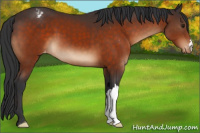 Horse Color:Brown Appaloosa