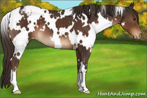 Horse Color:White Spotted Liver Chestnut Appaloosa
