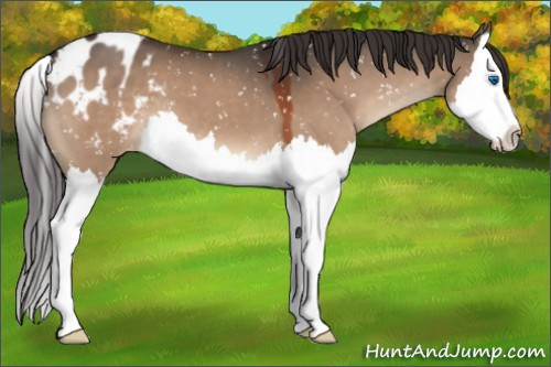 Horse Color:Brown Dun Splash Appaloosa