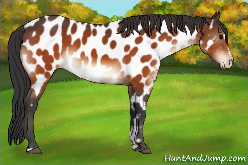 Horse Color:Bay Sabino Appaloosa 