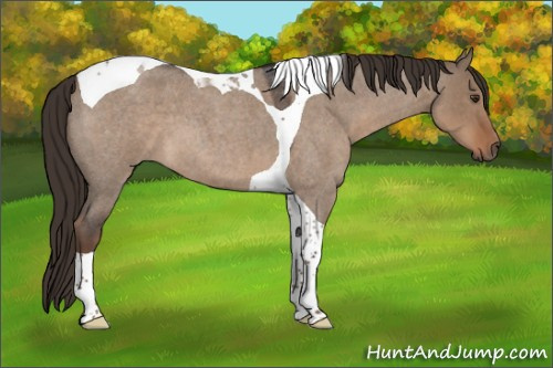 Horse Color:Liver Red Dun Roan Tobiano