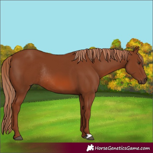 Horse Color:Chestnut Rabicano 