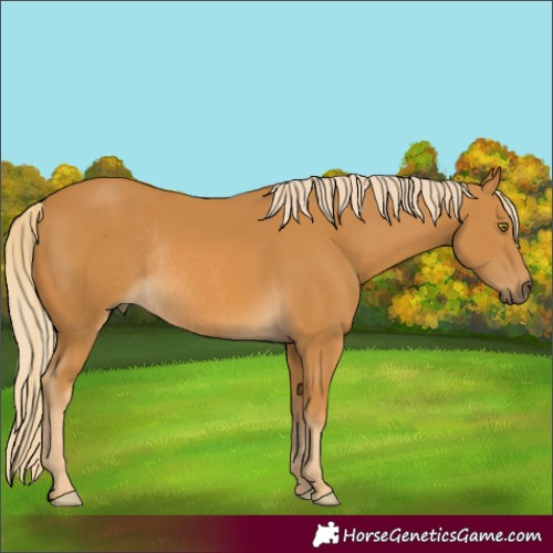 Horse Color:Palomino Rabicano