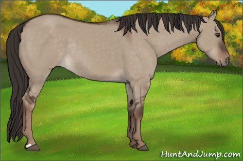 Horse Color:Liver Red Dun Rabicano 