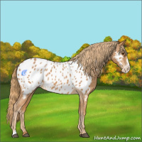 Horse Color:Chestnut Frame Appaloosa 