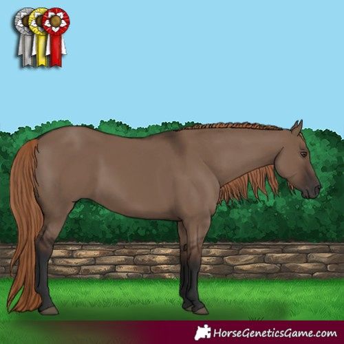 Horse Color:Liver Red Dun Rabicano 