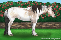 Horse Color:White Spotted Sable Champagne Ice Onyx