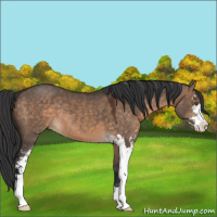 Horse Color:Brown Dun Sabino 