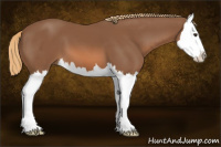 Horse Color:Chestnut Splash 