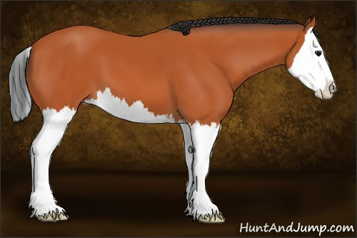 Horse Color:Bay Splash 